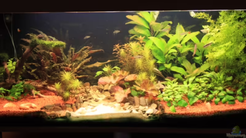 Aquarium Hauptansicht von Becken 13628