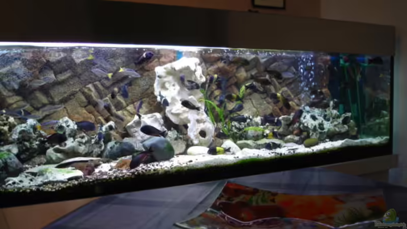 Aquarium Hauptansicht von Becken 1363 von Michael Niedermeier (1)