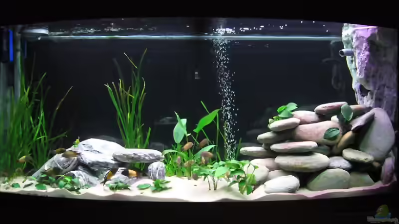 Aquarium Hauptansicht von Becken 1365