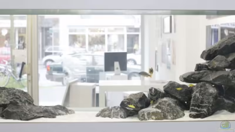 Aquarium Hauptansicht von Becken 13672