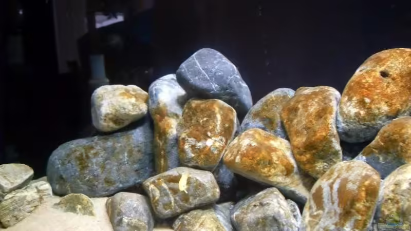 Aquarium Hauptansicht von Becken 13694 von Moin (1)