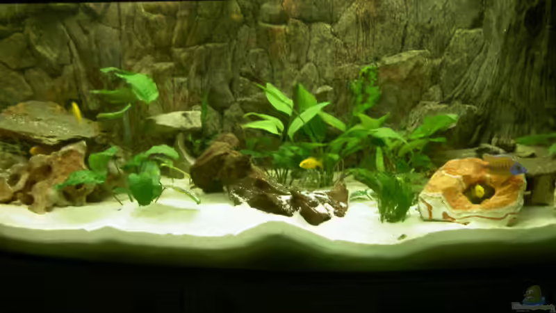 Aquarium Hauptansicht von Becken 1370 von Evelyn Kowarsch (1)