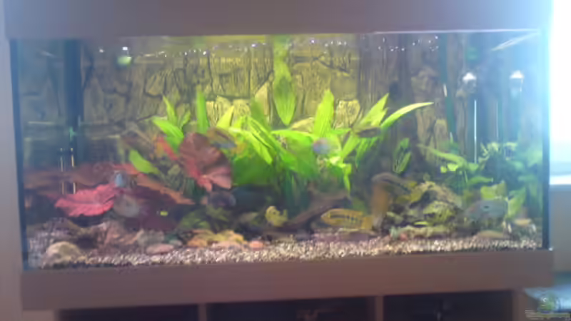 Aquarium Hauptansicht von Becken 13725 von Michael Blum (1)