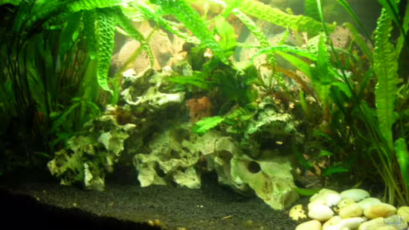 Aquarium Hauptansicht von Becken 1374 von Gordon Rehse (1)