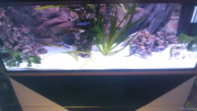 Aquarium Hauptansicht von Becken 13770 von Andy O. (1)