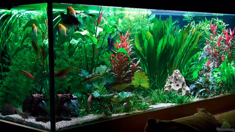 Aquarium Hauptansicht von Becken 1381 von Daniel Nimmervoll (1)