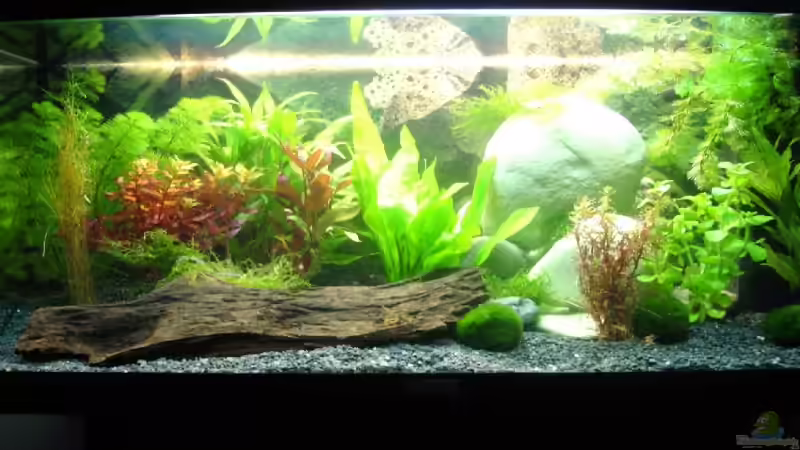 Aquarium Hauptansicht von Becken 13821 von Mr. Meier