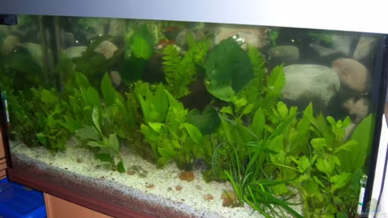 Aquarium Hauptansicht von Becken 13822