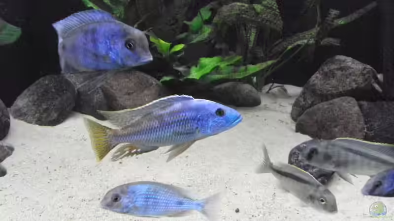 Aquarium Hauptansicht von Becken 13826 von Dominik Steigewald (1)