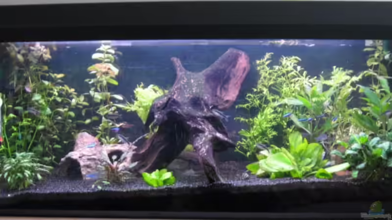 Aquarium Hauptansicht von Becken 13833 von SirPaddy (1)