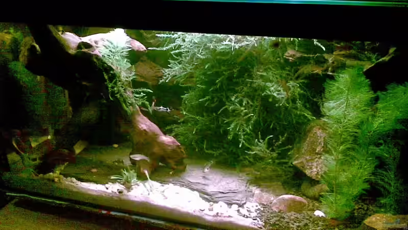 Aquarium Hauptansicht von Becken 13850 von guppybecken (1)