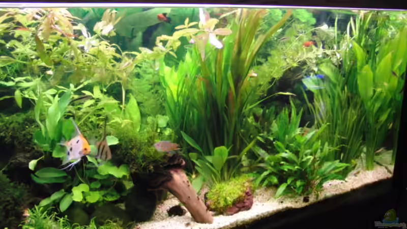 Aquarium Hauptansicht von Becken 13856