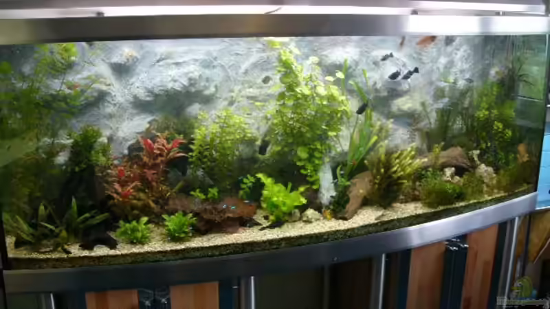Aquarium Hauptansicht von Becken 1387 von Mario Jungnitsch (1)