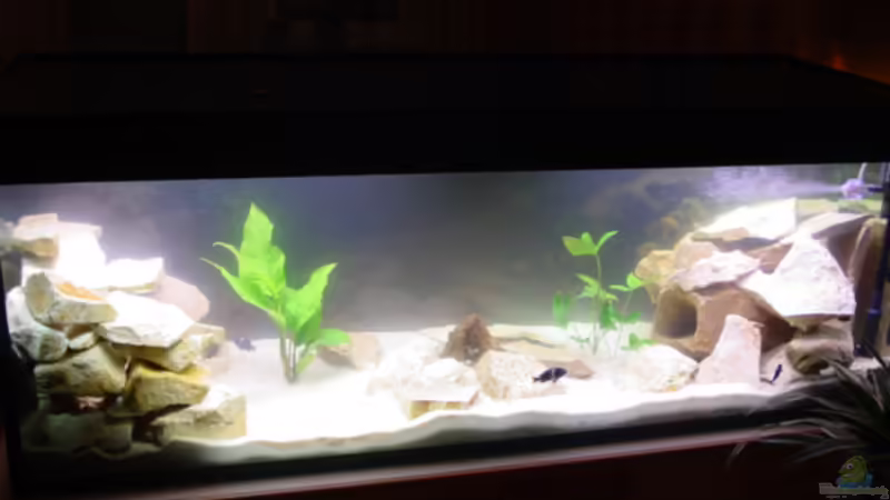 Aquarium Hauptansicht von Becken 1395 von Dirk Kratochvill (1)