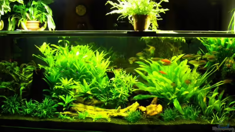 Aquarium Hauptansicht von Becken 1399