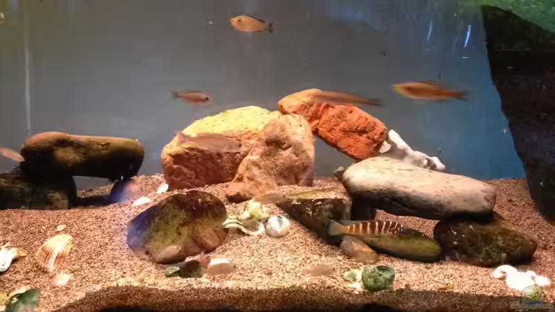 Aquarium Hauptansicht von Becken 13999