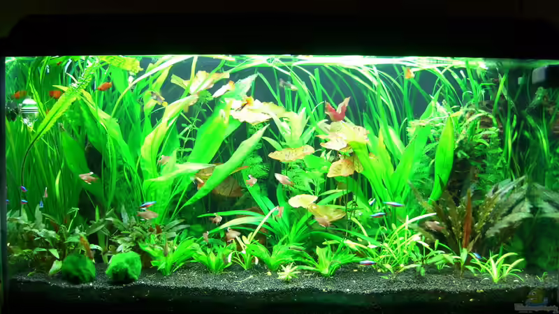 Aquarium Hauptansicht von Becken 14031 von Xonic (1)