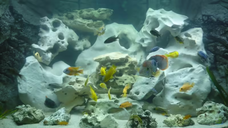 Aquarium Hauptansicht von Becken 14067 von Marco123 (1)