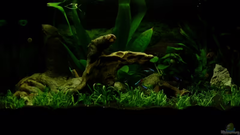 Aquarium Hauptansicht von Becken 14108 von Vernon Schuller (1)