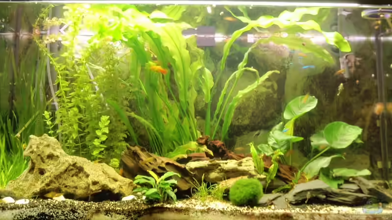 Aquarium Hauptansicht von Becken 14130