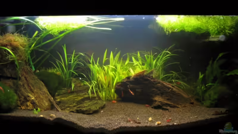 Aquarium Hauptansicht von Becken 14168 von NilsH86 (1)