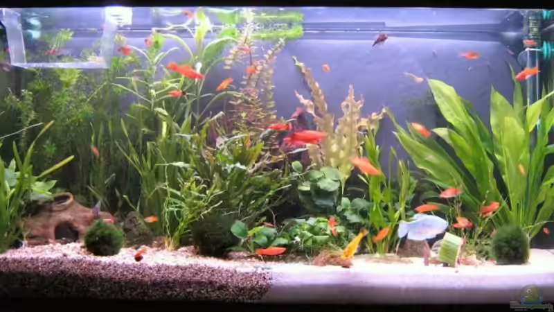 Aquarium Hauptansicht von Becken 14212 von Claas Harmsen (1)