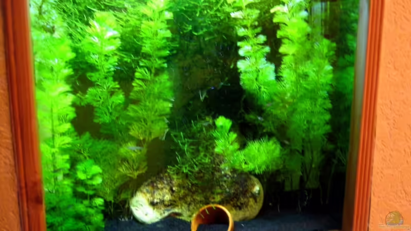 Aquarium Hauptansicht von Becken 14216