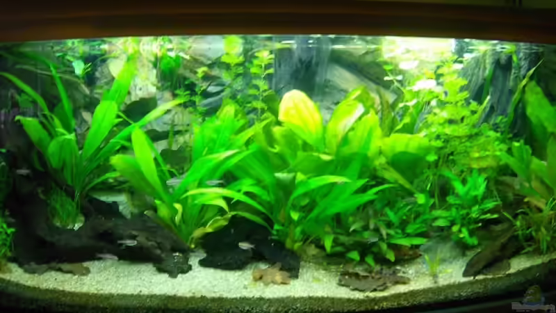 Aquarium Hauptansicht von Becken 14217