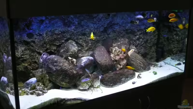 Aquarium Hauptansicht von Becken 14272 von tenebroso (1)