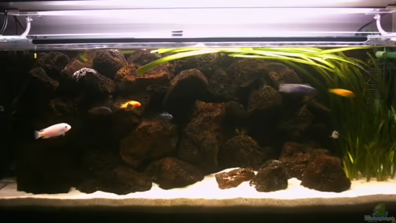 Aquarium Hauptansicht von Becken 1428 von Sven Bodmann (1)