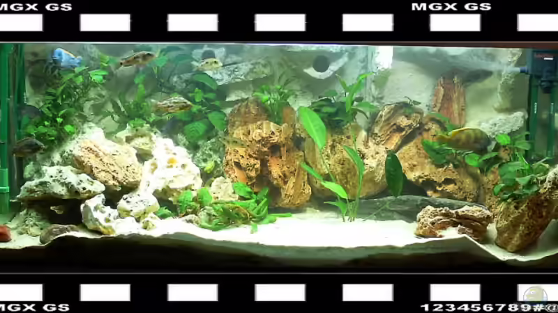 Aquarium Hauptansicht von Becken 1430 von Ulrich Kuhl (1)