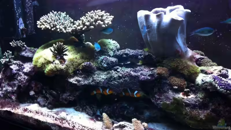 Aquarium Hauptansicht von Becken 14360 von tigger69 (1)