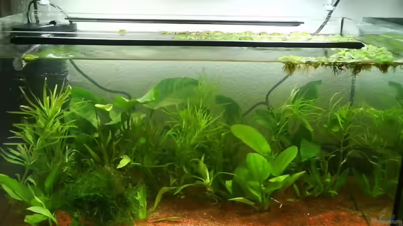 Aquarium Hauptansicht von Becken 14362 von Anne Patzki (1)