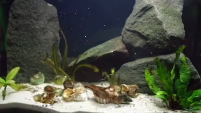 Aquarium Hauptansicht von Becken 14375