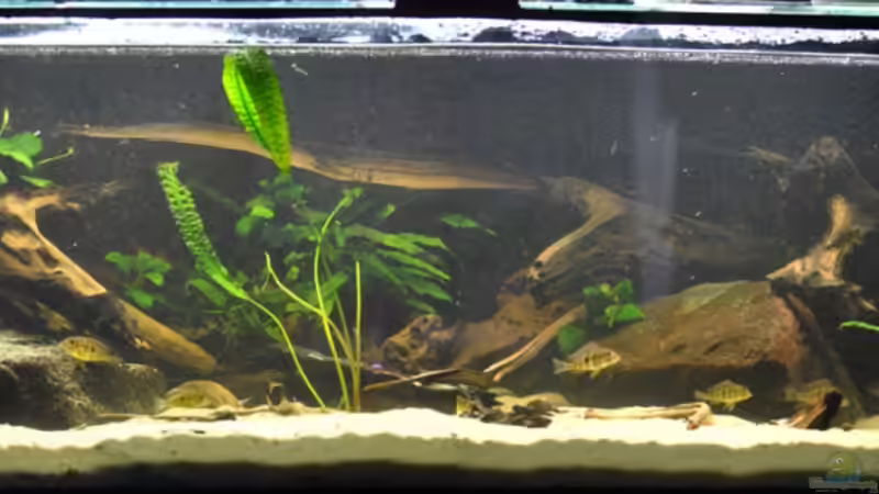 Aquarium Hauptansicht von Becken 14383 von Leo G. (1)