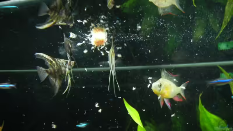 Aquarium Hauptansicht von Becken 14410