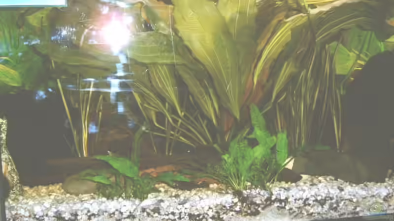 Aquarium Hauptansicht von Becken 1442 von Emmy Bergmann (1) (7)