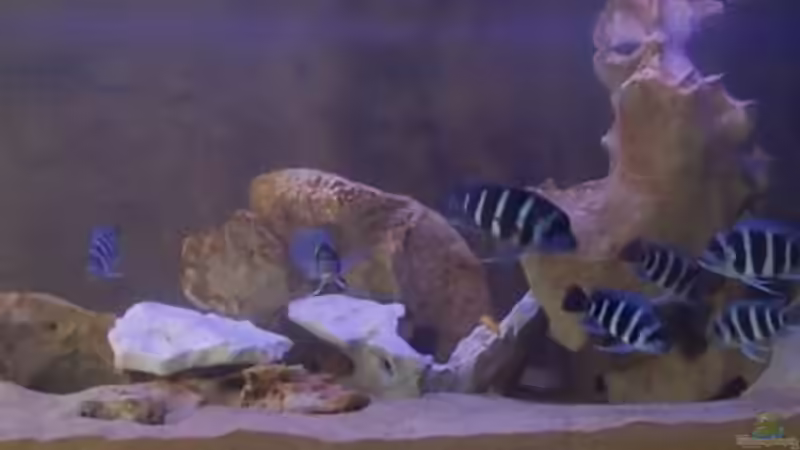 Aquarium Hauptansicht von Becken 1444 von Oliver Hoß (1)