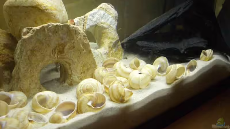 Aquarium Hauptansicht von Becken 1446