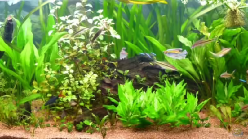 Aquarium Hauptansicht von Becken 14476