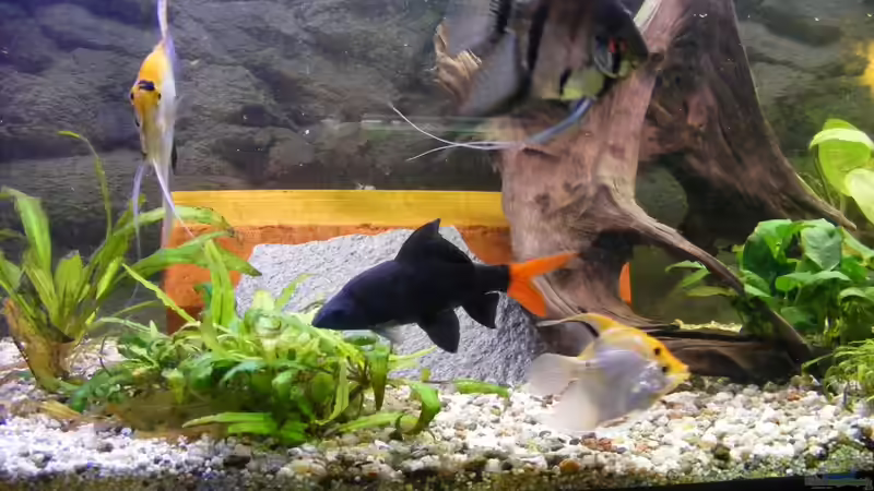 Aquarium Hauptansicht von Becken 14483 von Feenstaub