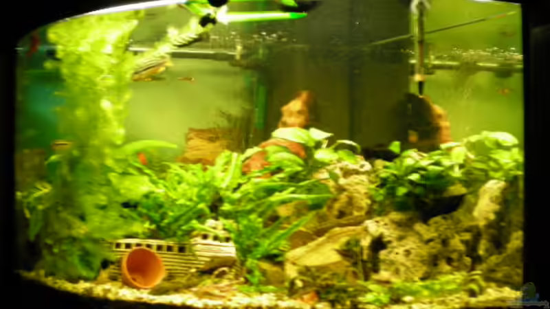 Aquarium Hauptansicht von Becken 14522