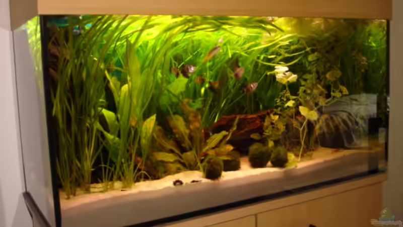 Aquarium Hauptansicht von Becken 1454 von Hendrik (1)