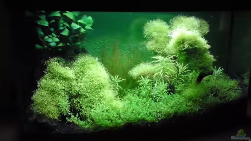 Aquarium Hauptansicht von Becken 14582