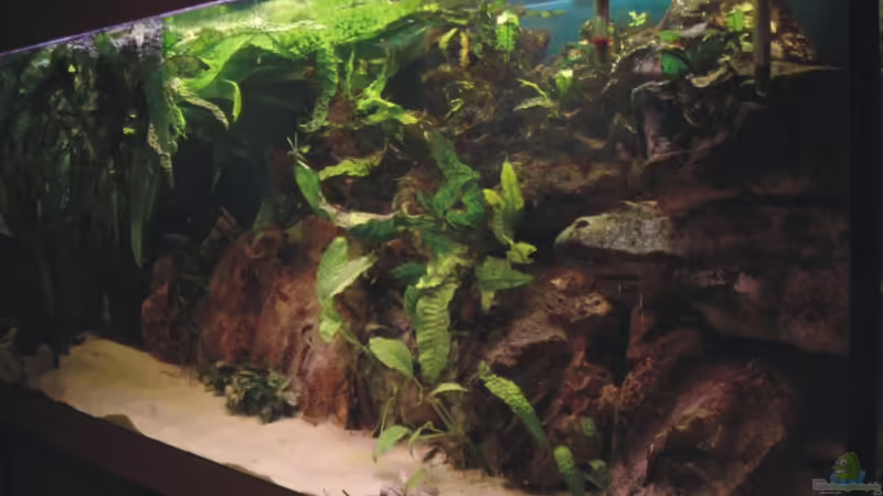 Aquarium Hauptansicht von Becken 1465 von Timo Köhler (1)