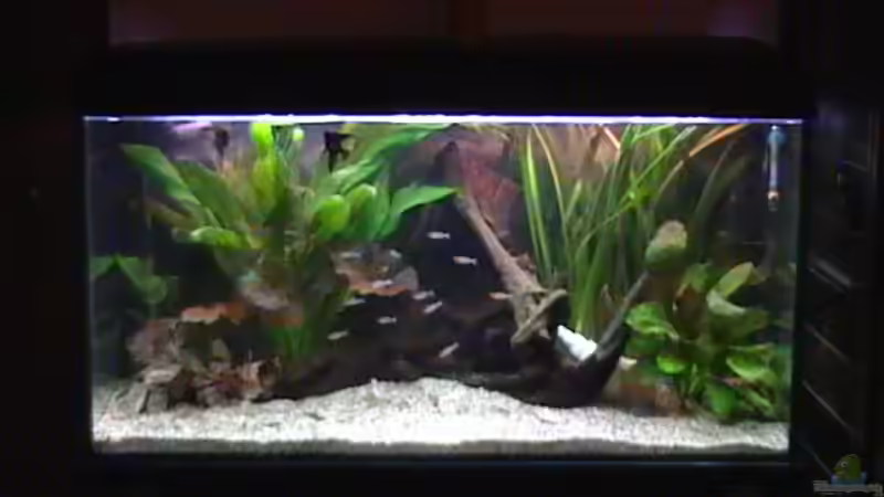 Aquarium Hauptansicht von Becken 14677 von Stanley Weinhold (1)