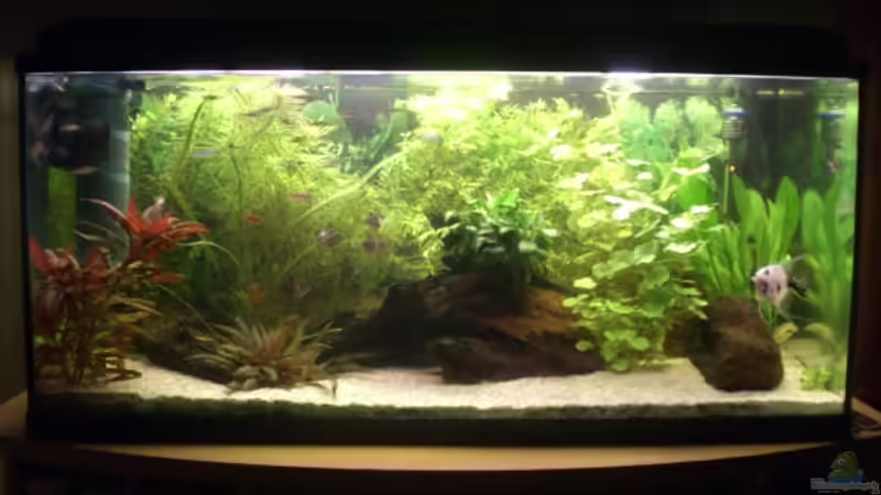 Aquarium Hauptansicht von Becken 14680 von sambista (1)