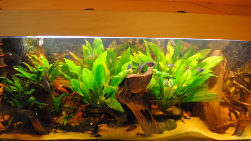 Aquarium Hauptansicht von Becken 14683