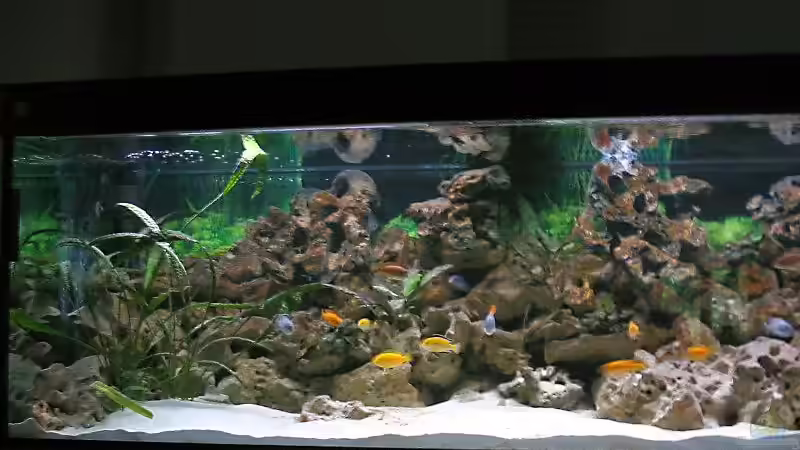 Aquarium Hauptansicht von Becken 1472 von Thomas Bauer (1)