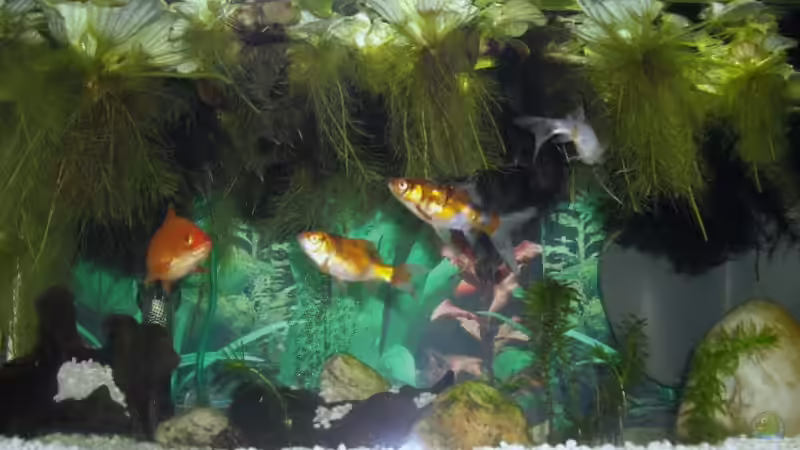 Aquarium Hauptansicht von Becken 14739